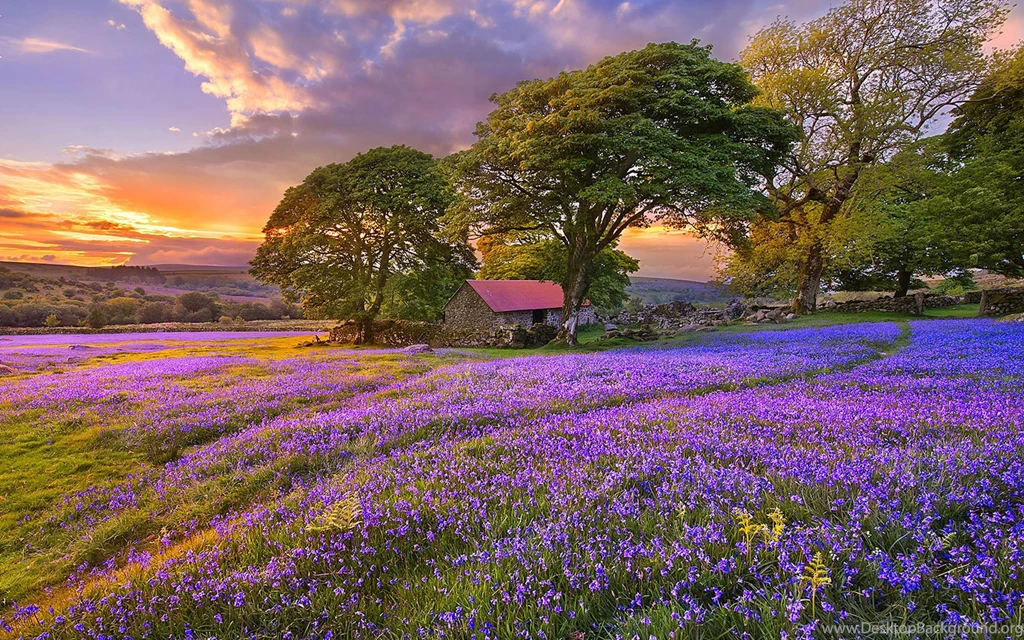 Sunset On The Flower Field HD Wallpapers