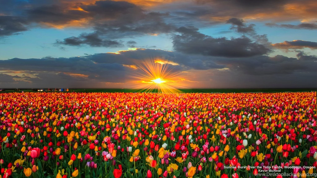 Flowers: Sunrise Tulip Field Flowers Tulips Nature Flower Fields ...