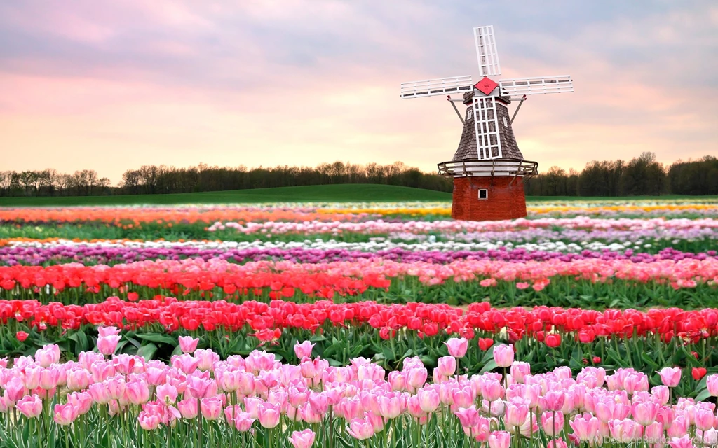 Holland Tulips Flower Fields Wallpapers Of Beautiful Scenery