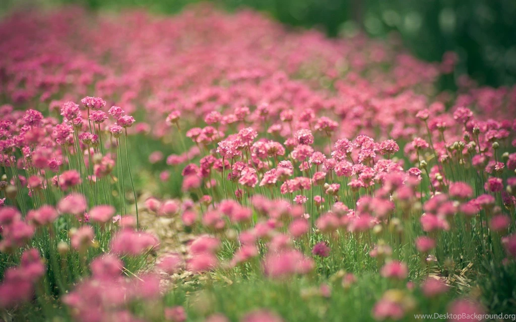 Clover Flower Field Wallpaper.