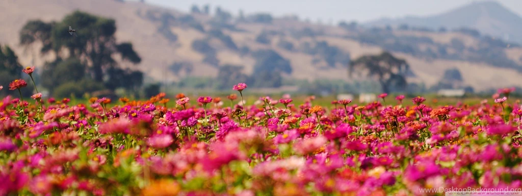 Flower S HD Wallpapers