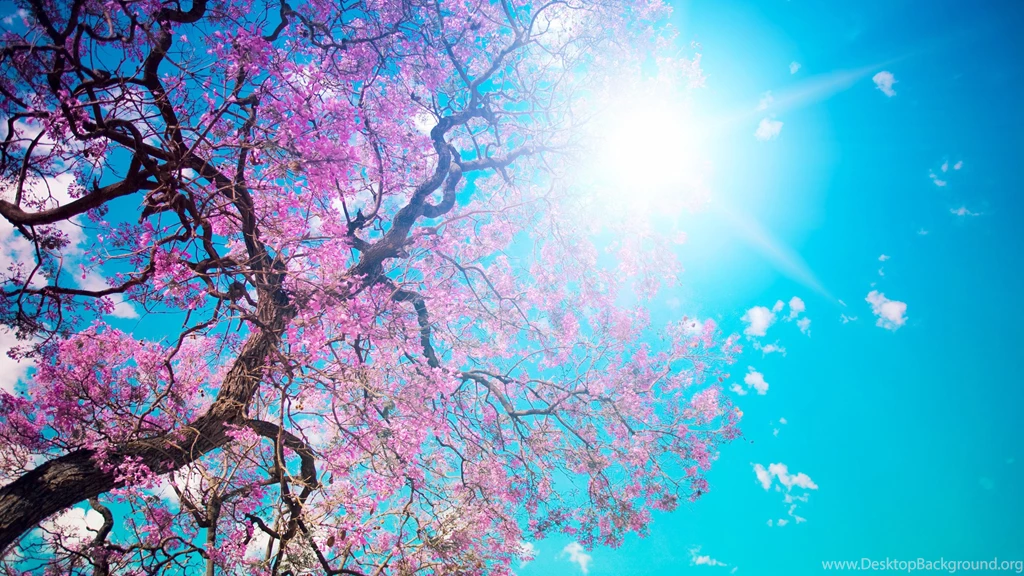 Wallpapers Sakura Pink Flowers Blue Sky 2560x1440