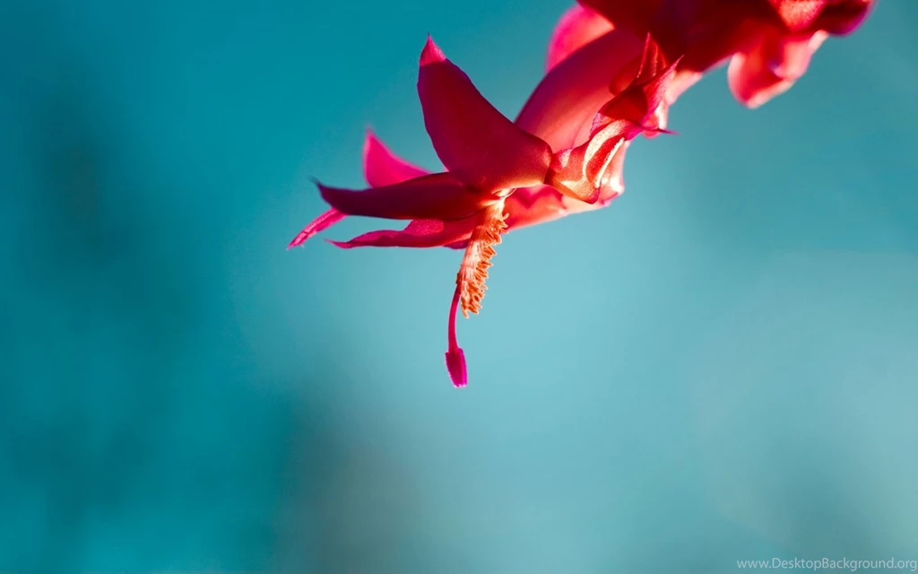 Official Windows 8 Red Flora Wallpapers Wallpapers X