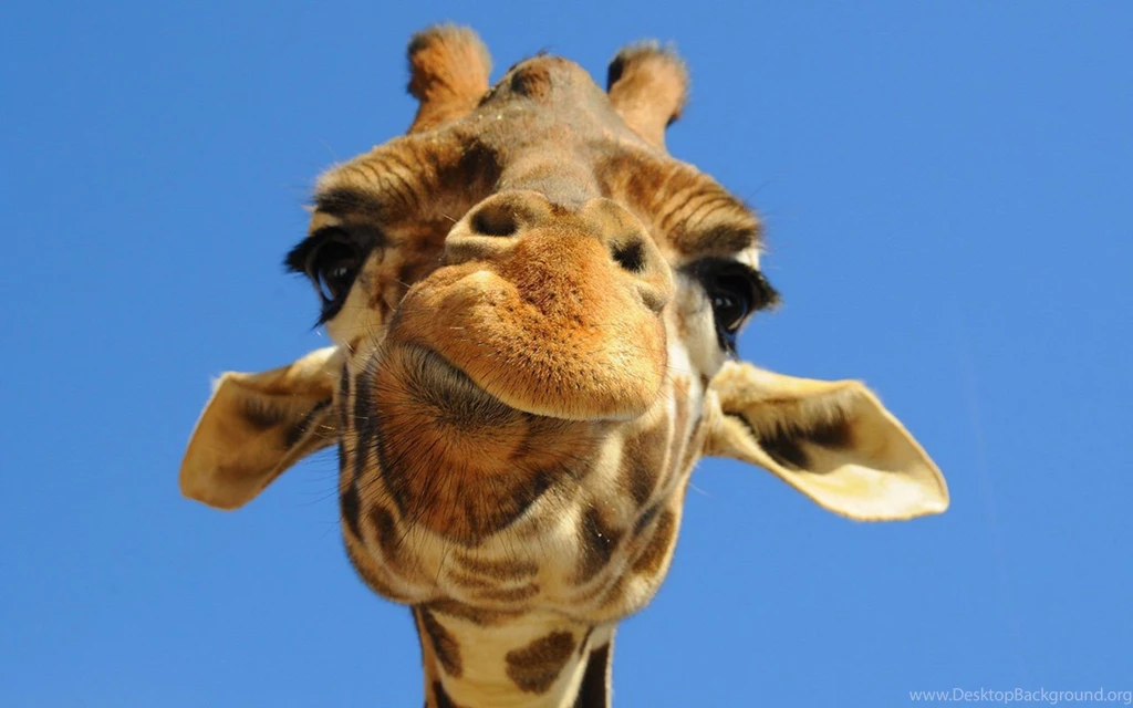 Desktop Wallpapers Of The Giraffe On The African Plain 4 - Animal ...