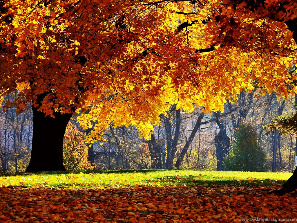 Autumn Backgrounds Wallpapers For Computer 4453 Wallpapers