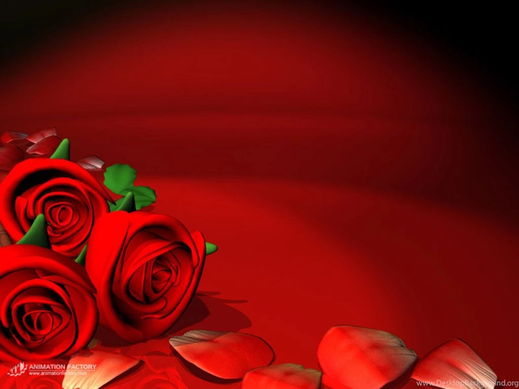 Only Red Roses High Quality Wallpapers