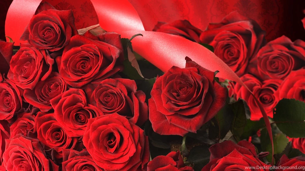 Rose Flower Wallpapers HD