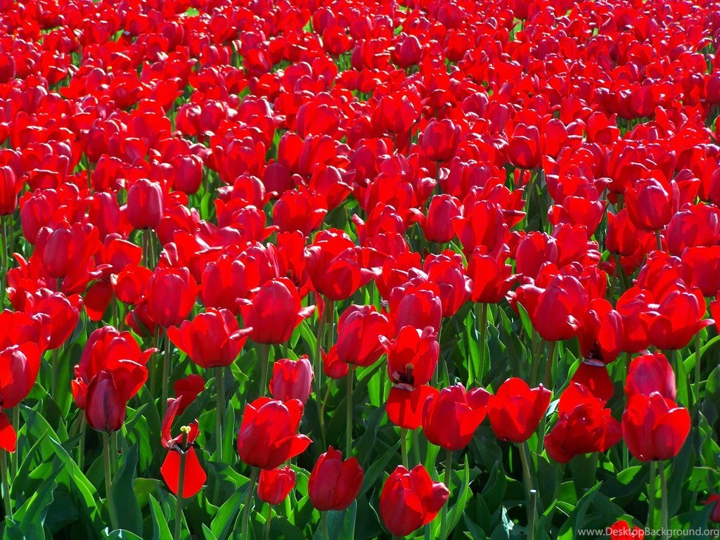 Flower Garden Images And Wallpapers Download