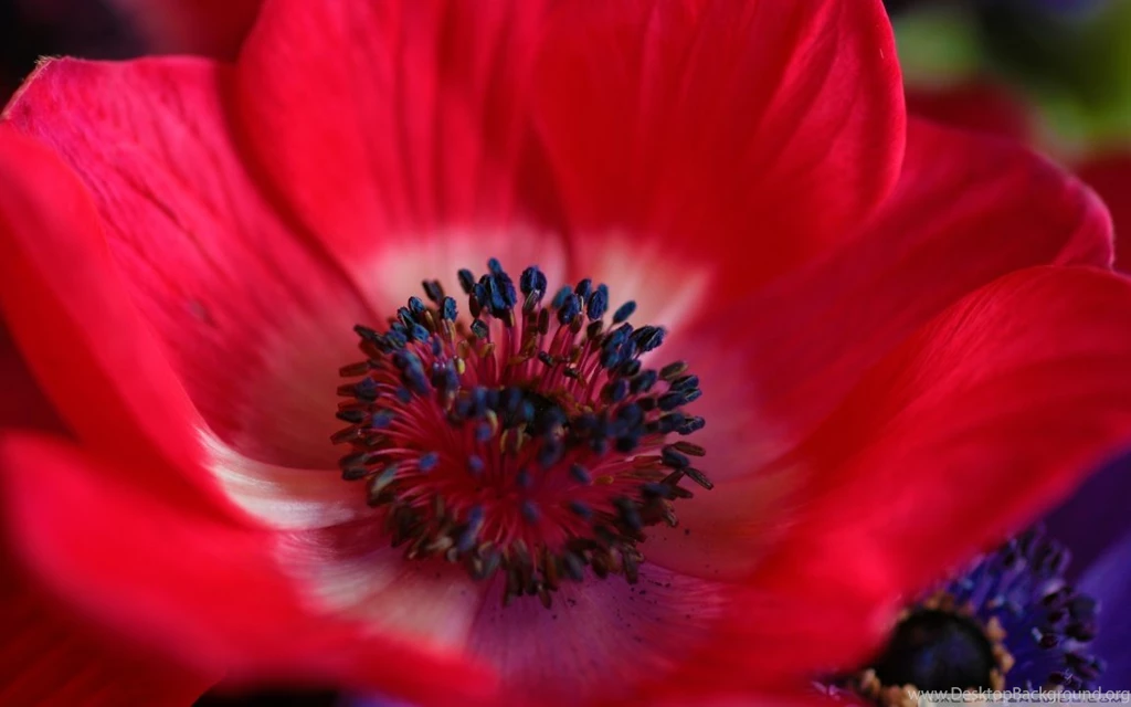 Red Flower Macro HD Desktop Wallpapers : Widescreen : High ...