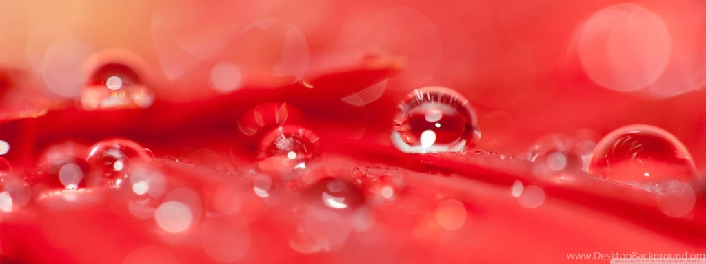 Beautiful Water Drops On A Red Flower HD Desktop Wallpapers ...