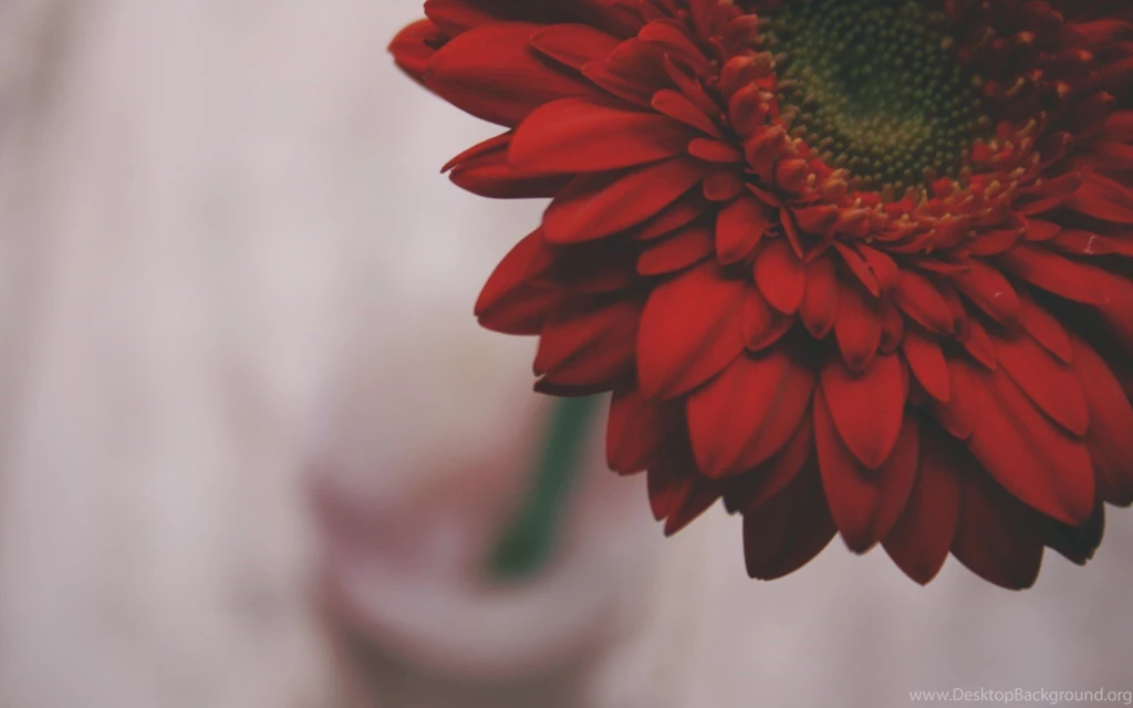 Red Flower Up Close Wallpapers