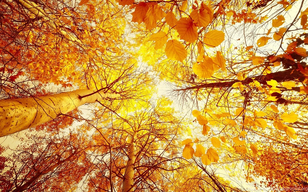 Fall Computer Wallpapers, Desktop Backgrounds