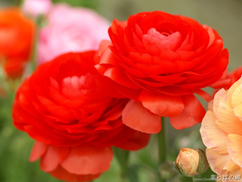 Red Flowers Pictures