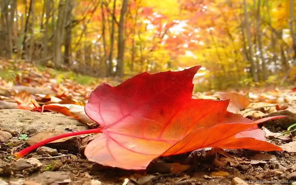 Fall Leaf Computer Wallpapers Attachment 10988 Amazing Wallpaperz