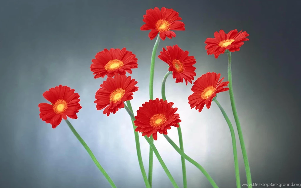 Beautiful Red Flowers Wallpapers