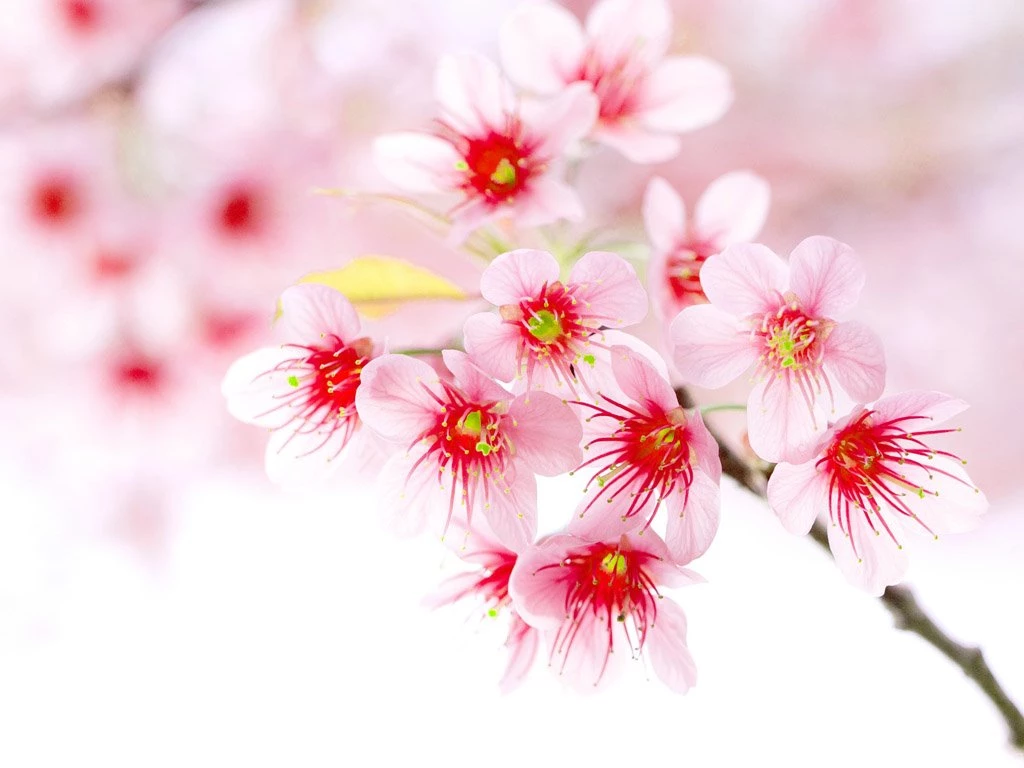 Wallpaperlite.com