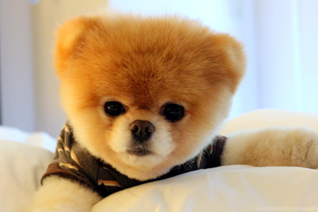 Boo Dog Wallpapers