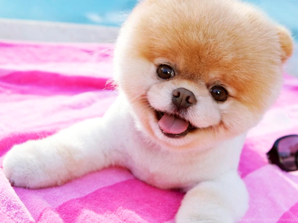Boo Dog HD Wallpapers