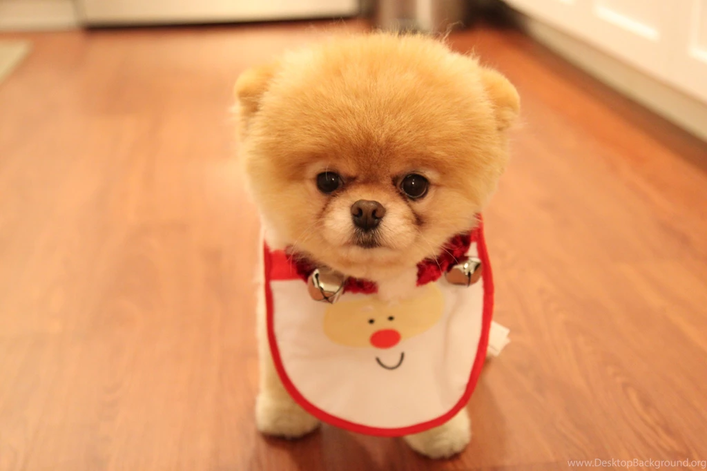Top HD Boo Dog Wallpapers