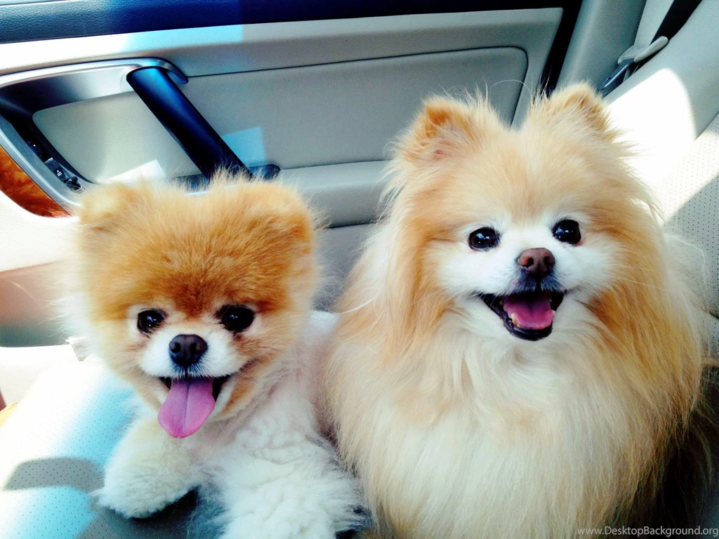 Boo Dog HD Wallpapers