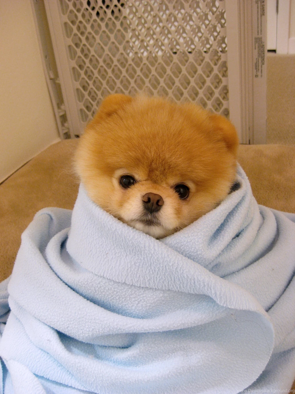 Boo Dog Wallpaper HD.jpg