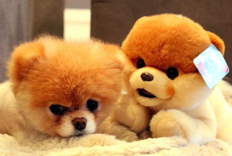 Animal Boo Stuffed Cute Wallpapers