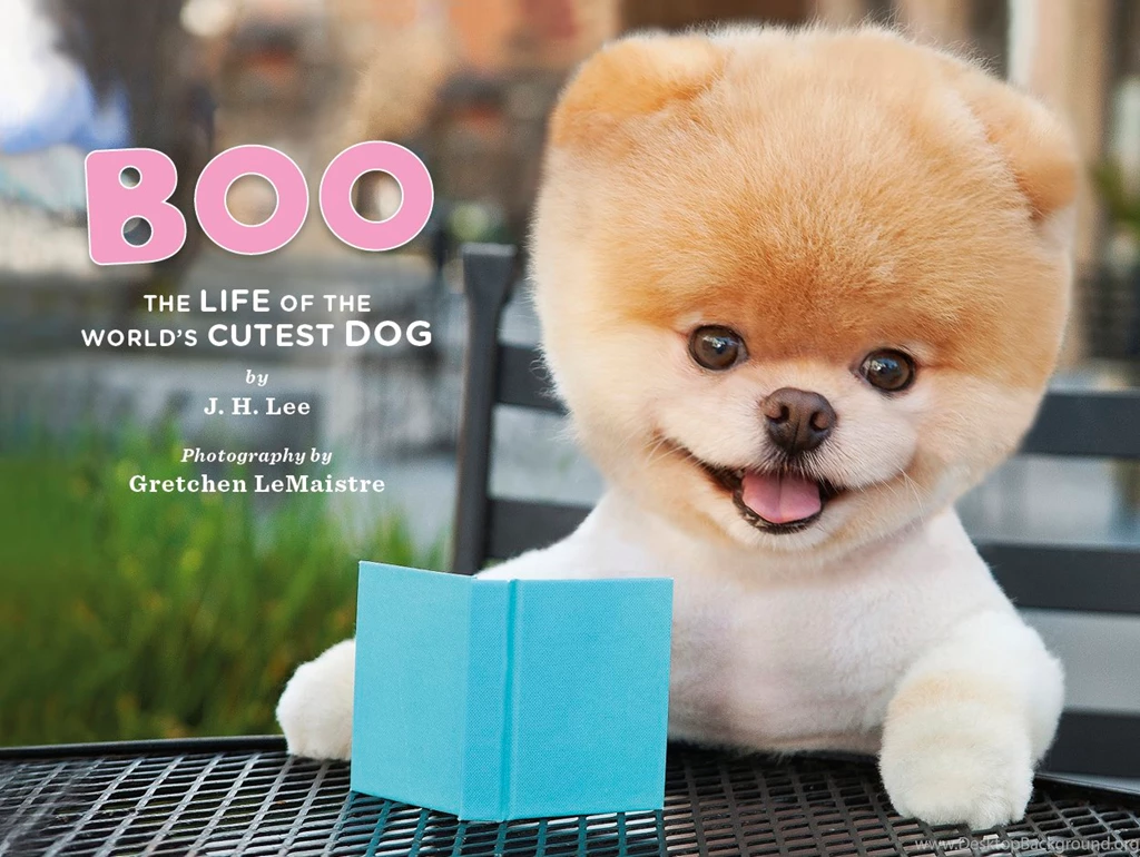 11 Times Boo The Dog Was Too Cute For The Internet   SHUGHAL