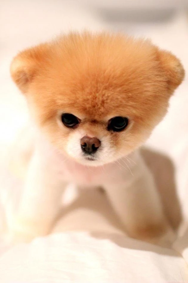 Boo: The Worlds Cutest Dog. Boo The Dog Wallpaper. 630x945px  Desktop  Background