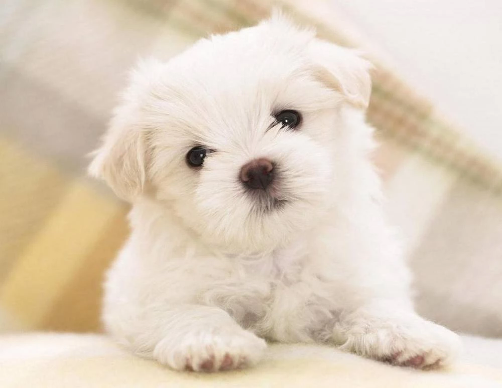 Watch Latest Boo Dogs Desktop Wallpapers