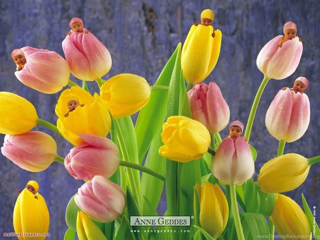 Anne Geddes Wallpapers   Wallpapers Cave