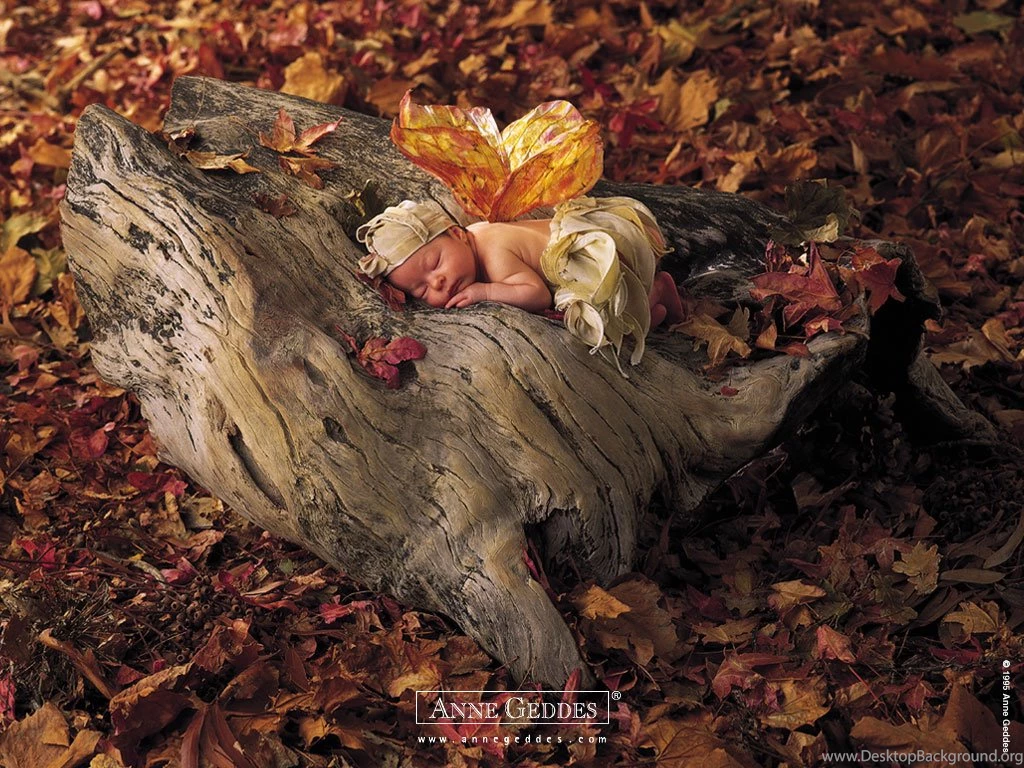 Anne Geddes Baby Photogaphy   Anne Geddes Babies, Flower Babies ...