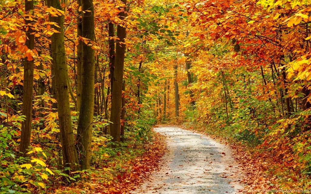 Wallpapers Autumn Forest Landscape   HD Wallpapers Expert