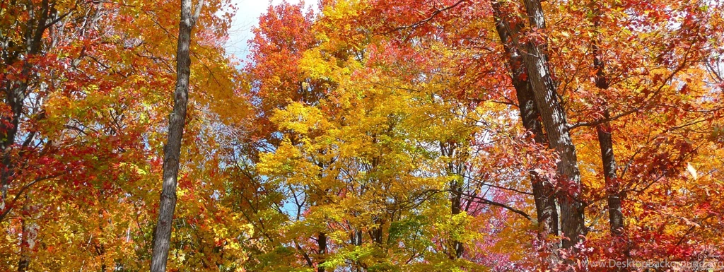 MLeWallpapers.com   Orange And Yellow Fall Trees