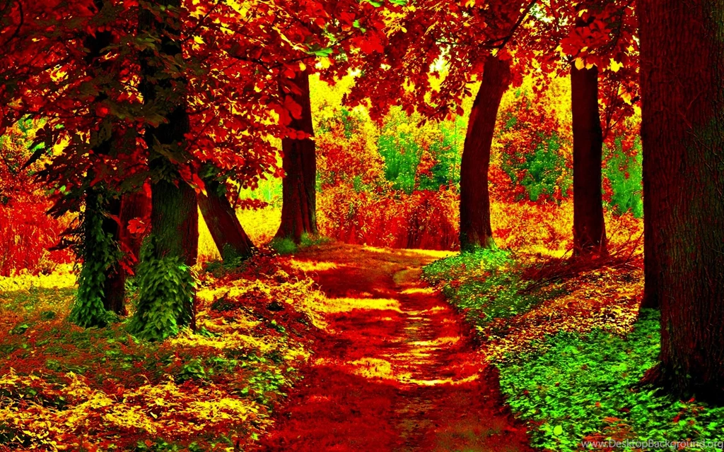 Path In Autumn Forest Computer Wallpapers, Desktop Backgrounds ...