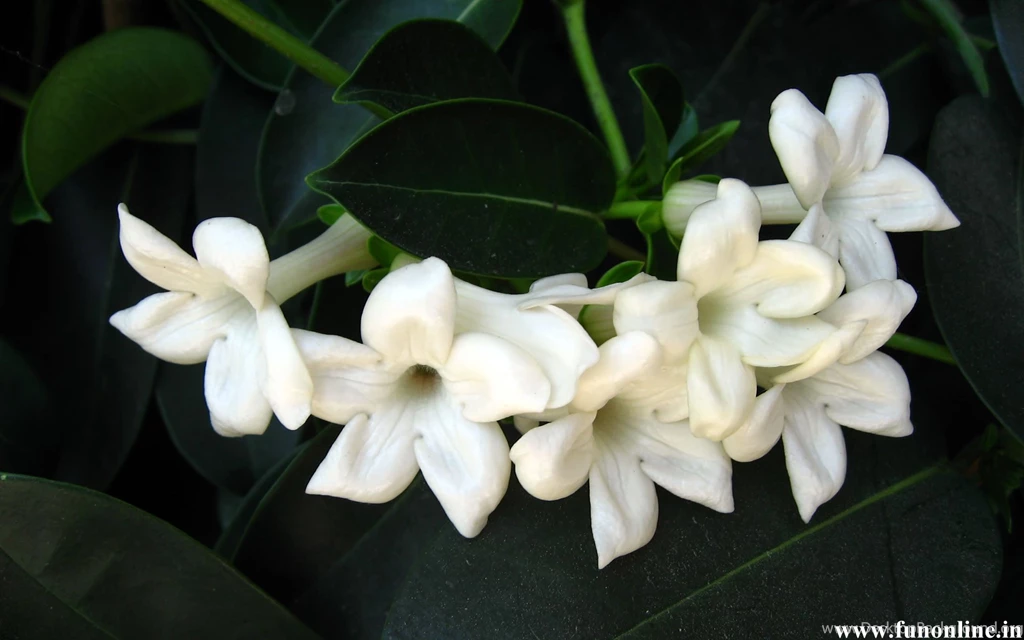 Jasmine Wallpapers, Download Beautiful Jasmines HD Wallpapers For Free
