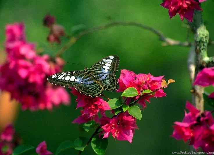 Butterflies On Flowers