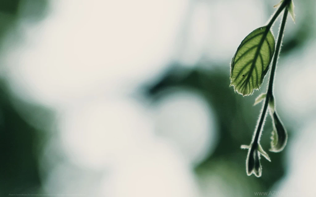 Wallpaper: Green & Fxxy – Unbroken Horse