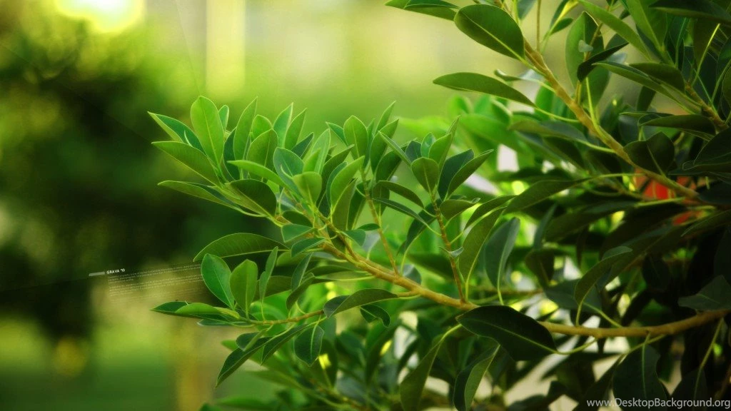 Spring HD Wallpapers Hq spring hd wallpapers – Full HD Wallpapers