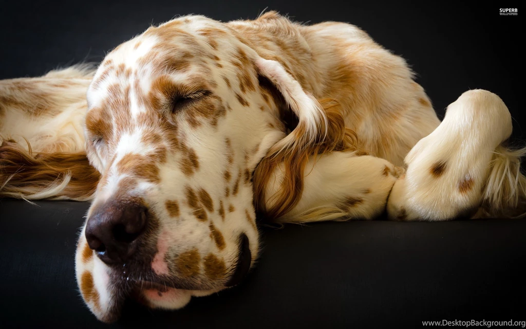 Sleeping Great Dane : Desktop And Mobile Wallpapers : Wallippo