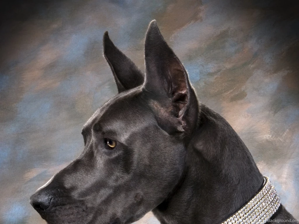 Great Dane Wallpapers HD 2016 . Best High Resolution Desktop ...