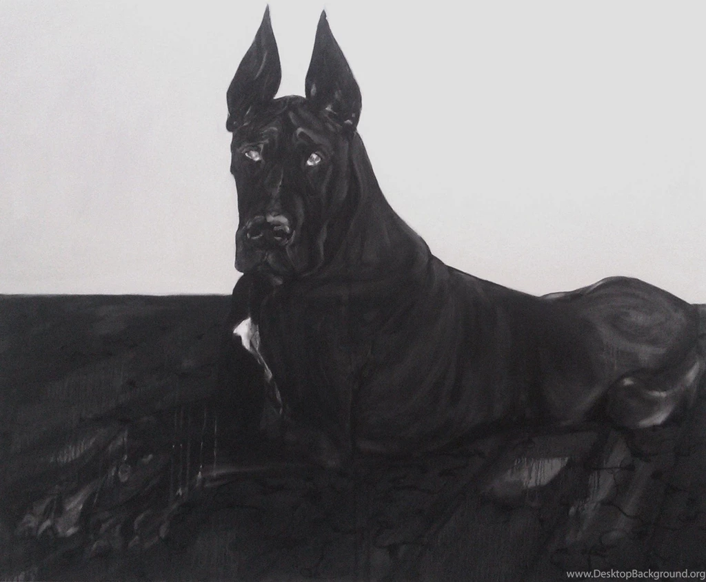 Black Great Dane Dog Photo And Wallpaper. Beautiful Black Great ...