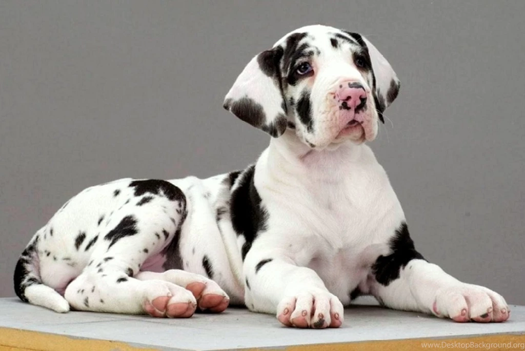 Great Dane High Resolution Wallpapers