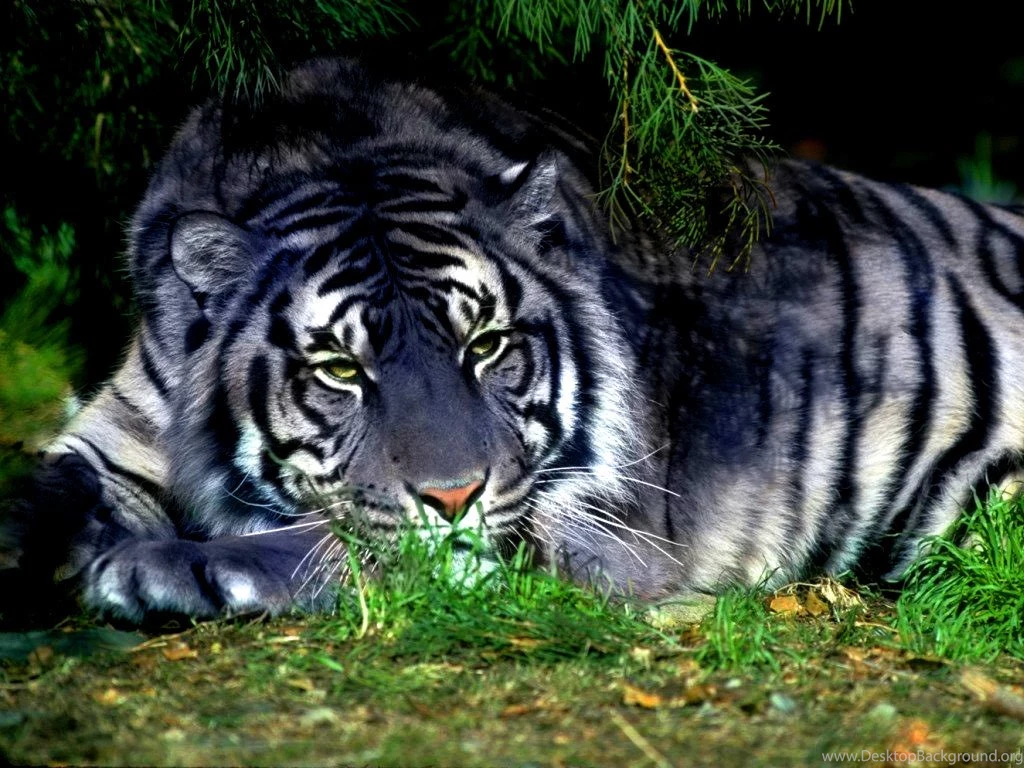 Tiger Eye. Siberian Tiger Pictures, Artwork, Tattoos, Wallpapers ...