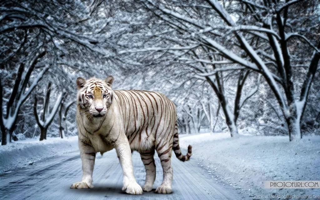 White Bengal Tiger Wallpapers   Wallpapers Cave