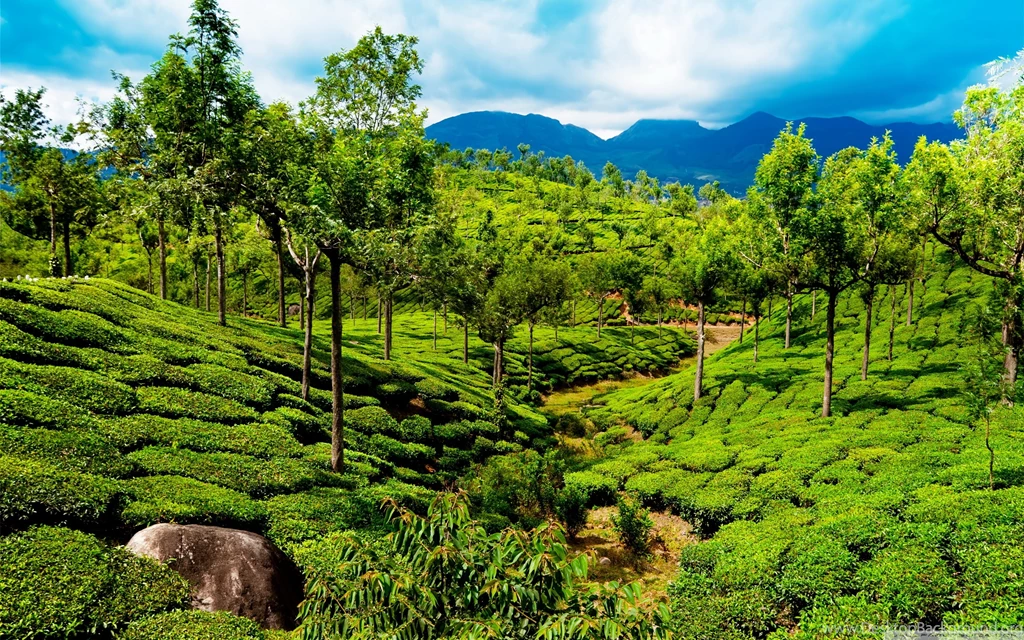 Green Tea Field, Kerala, India Wallpapers Full HD [2880x1800 ...