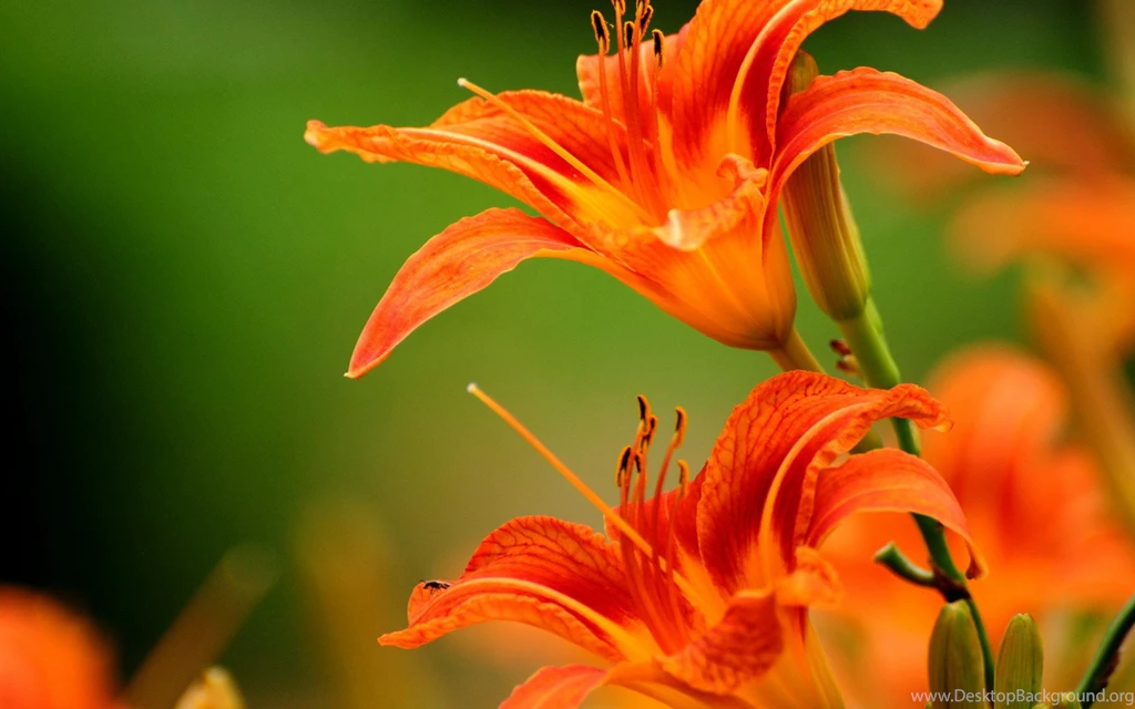 Vivid Flowers Wallpapers HD