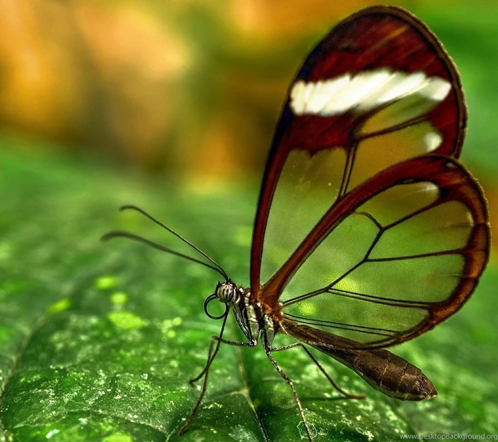 Animated Moving Wallpapers For Mobile Free Download Best HD ...