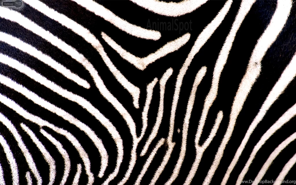 Zebra Print Wallpapers Desktop