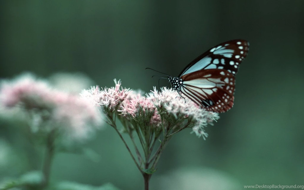 Android Jelly Bean Tablet Wallpapers And Make This Wallpapers For ...