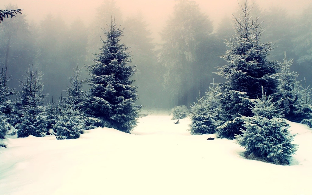 Winter Forest In Ice Nature